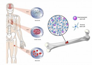 Tratamiento con células madre 2