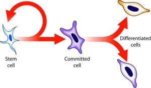 Tratamiento con células madre